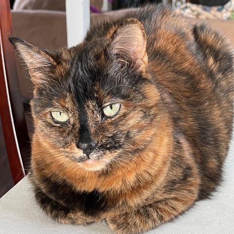 Snick Snack *(COURTESY Post), a Adoptable Tortoiseshell in Lake Orion, MI image 2/4