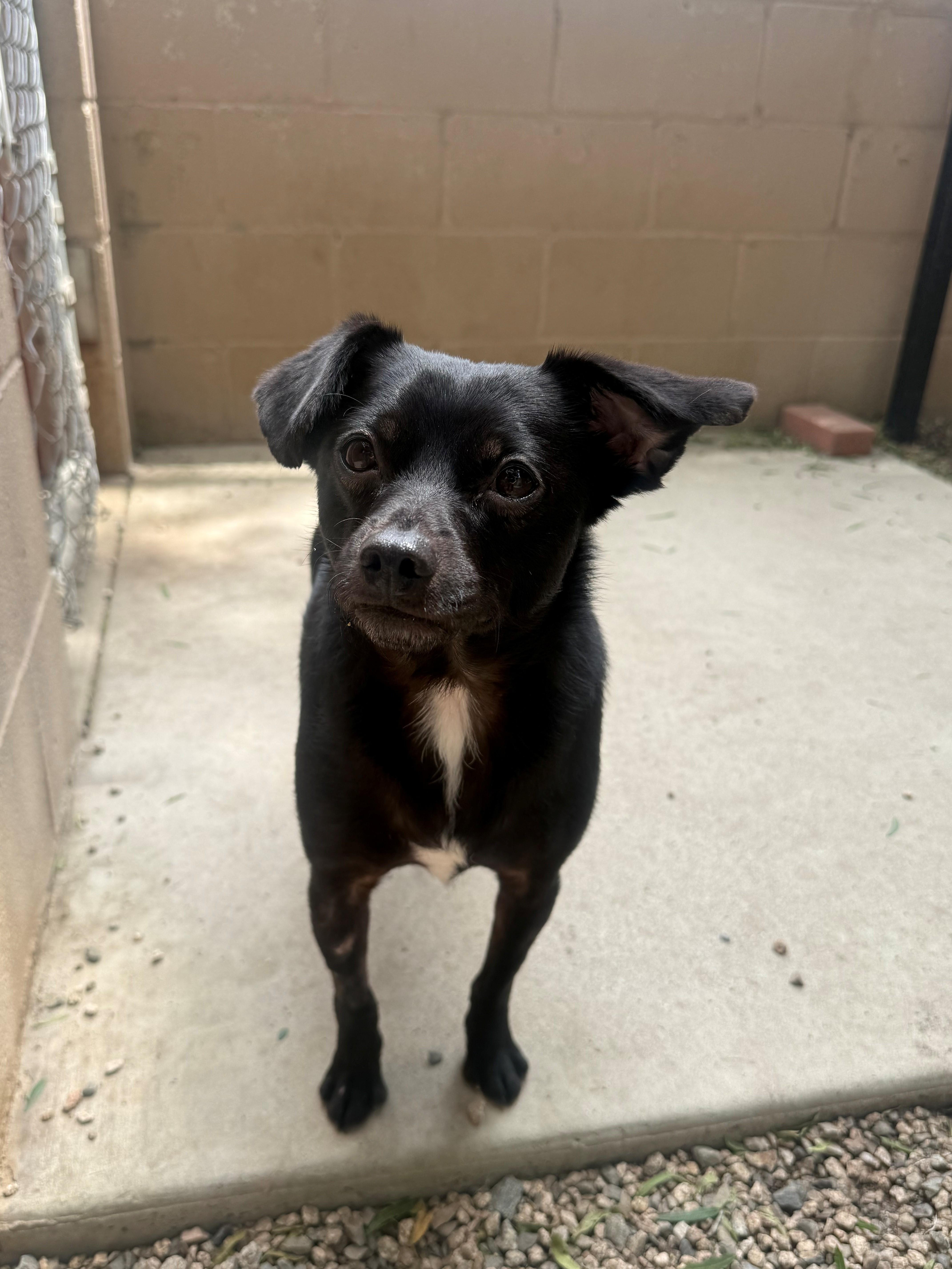 Enlarge Chico, a ADOPTABLE mixed breed in Laguna Beach, CA image 1/2