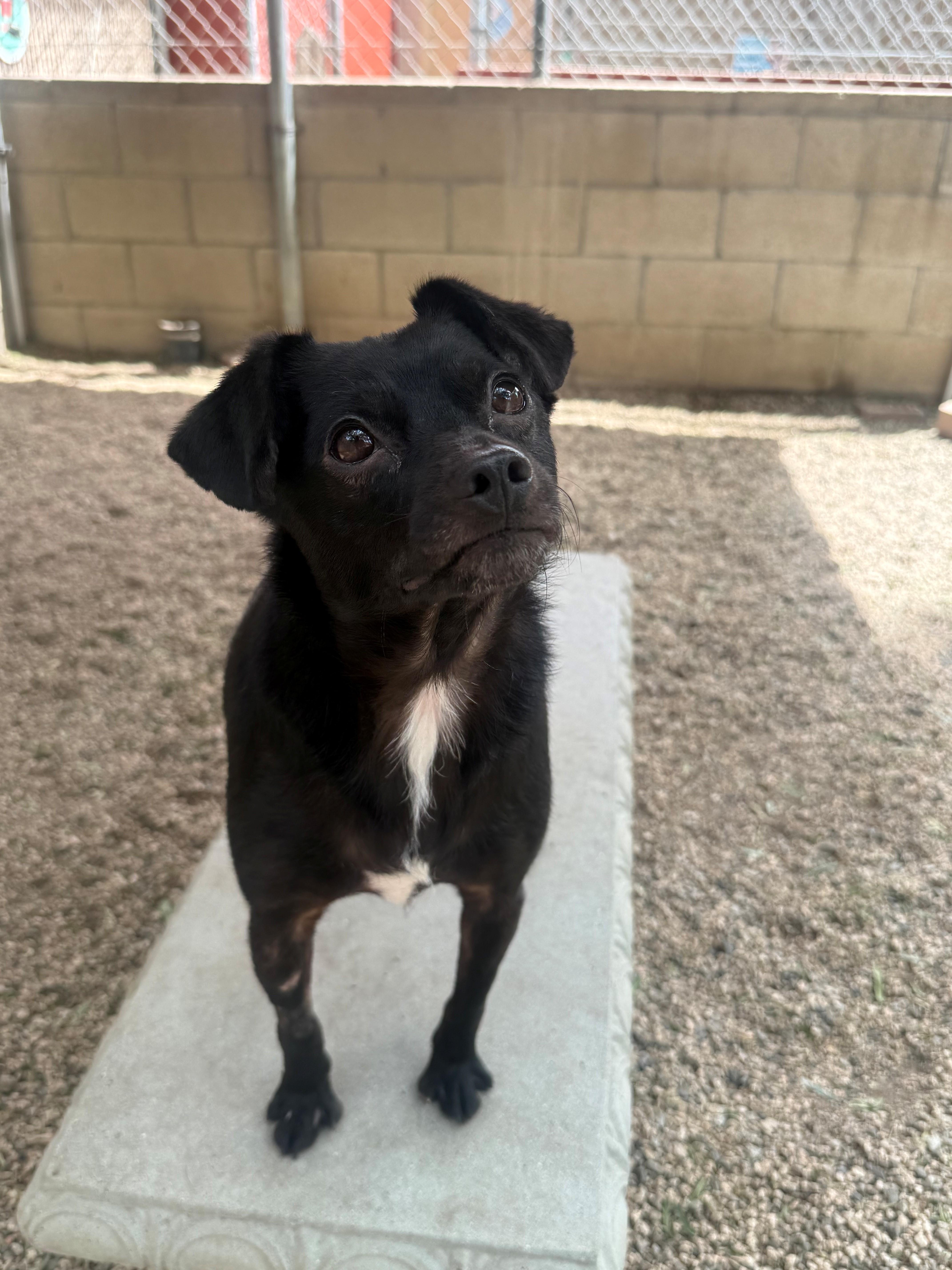 Enlarge Chico, a ADOPTABLE mixed breed in Laguna Beach, CA image 2/2