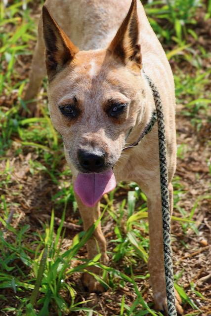Enlarge Rowdy, a ADOPTABLE Australian Cattle Dog / Blue Heeler in Nocona, TX image 1/1