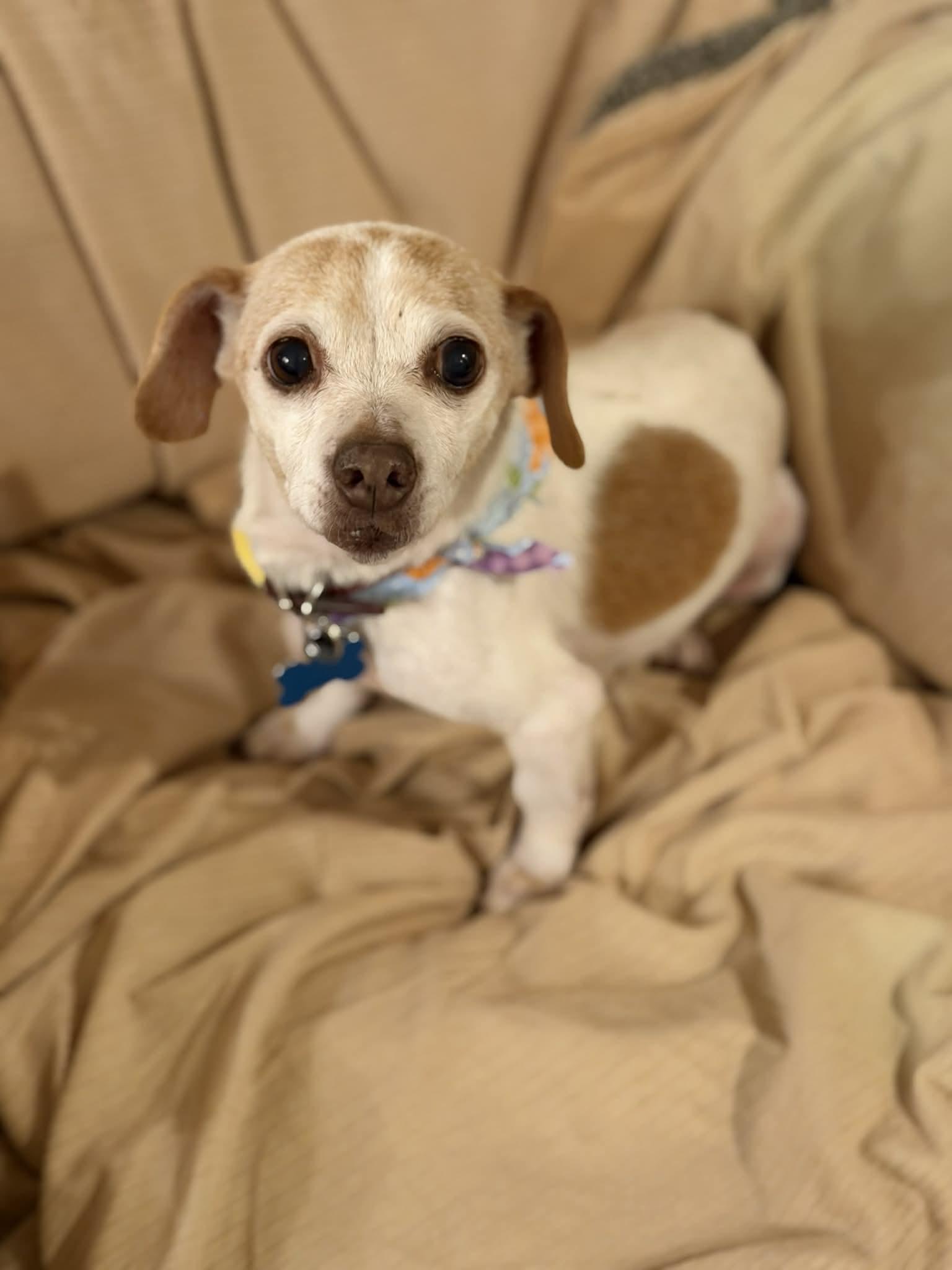 Enlarge Sally, a Adoptable mixed breed in Memphis, TN image 3/3
