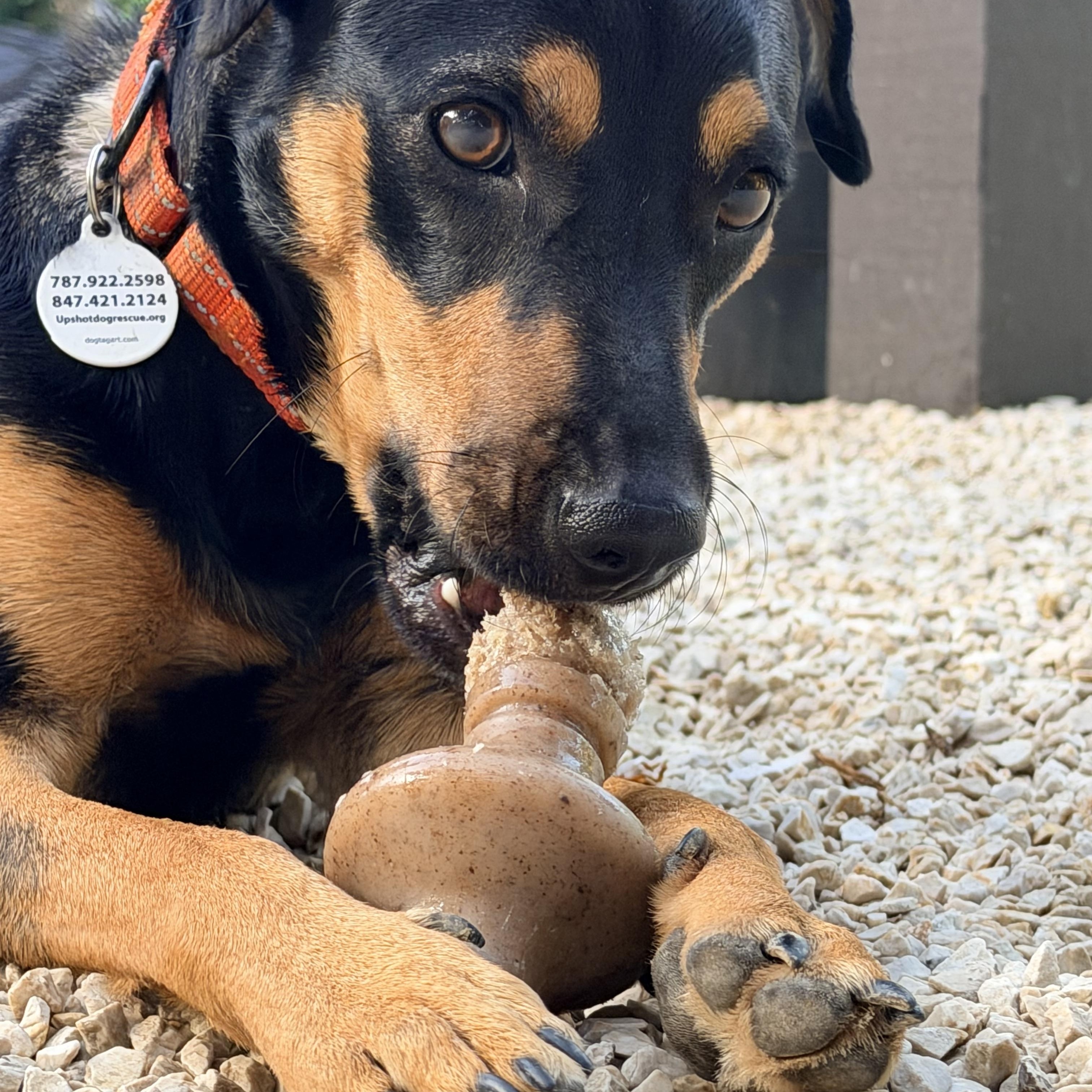 Enlarge LInk so fun, a Adopted mixed breed in Peoria, , IL image 3/6