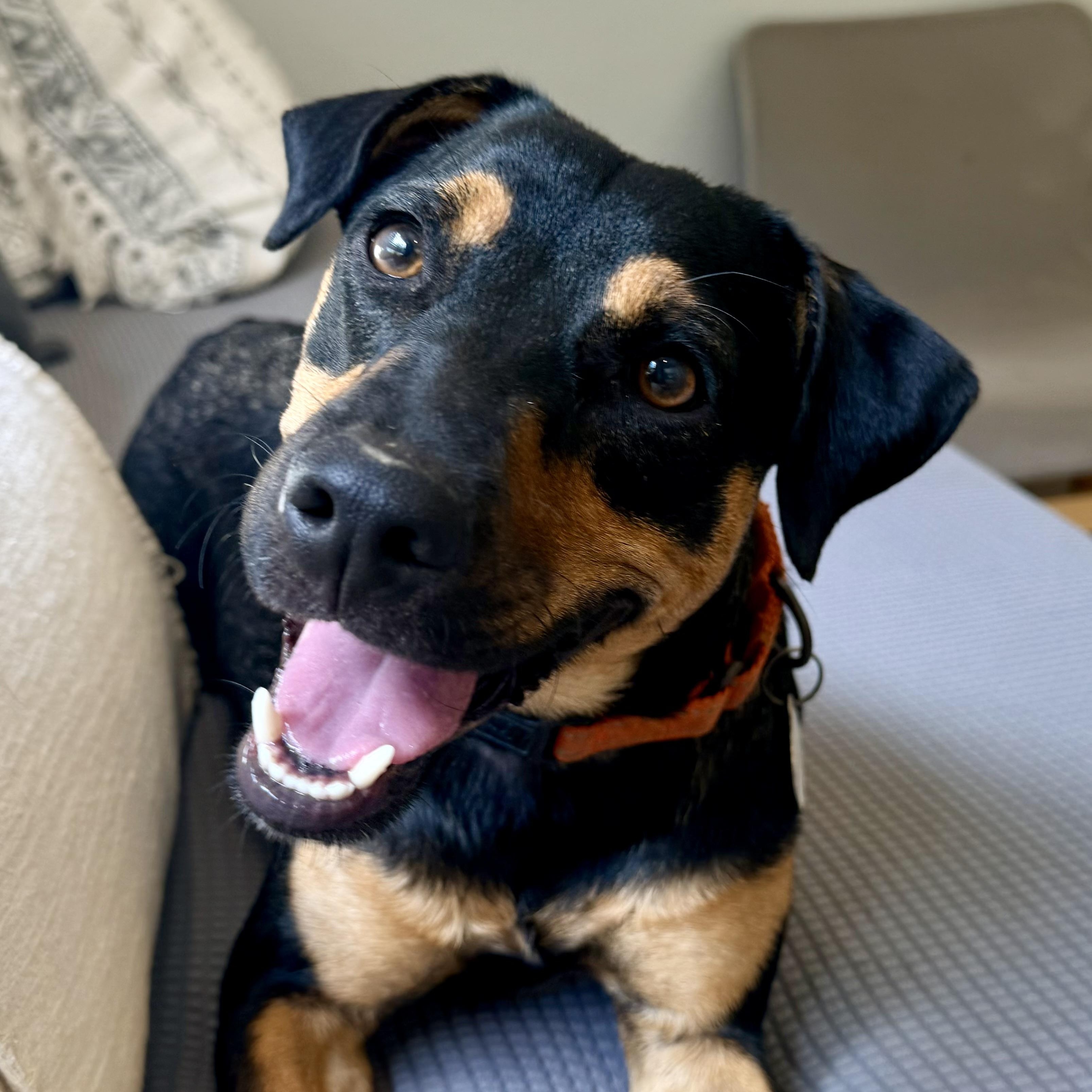 LInk so fun, Adopted, Young Male Australian Cattle Dog / Blue Heeler.