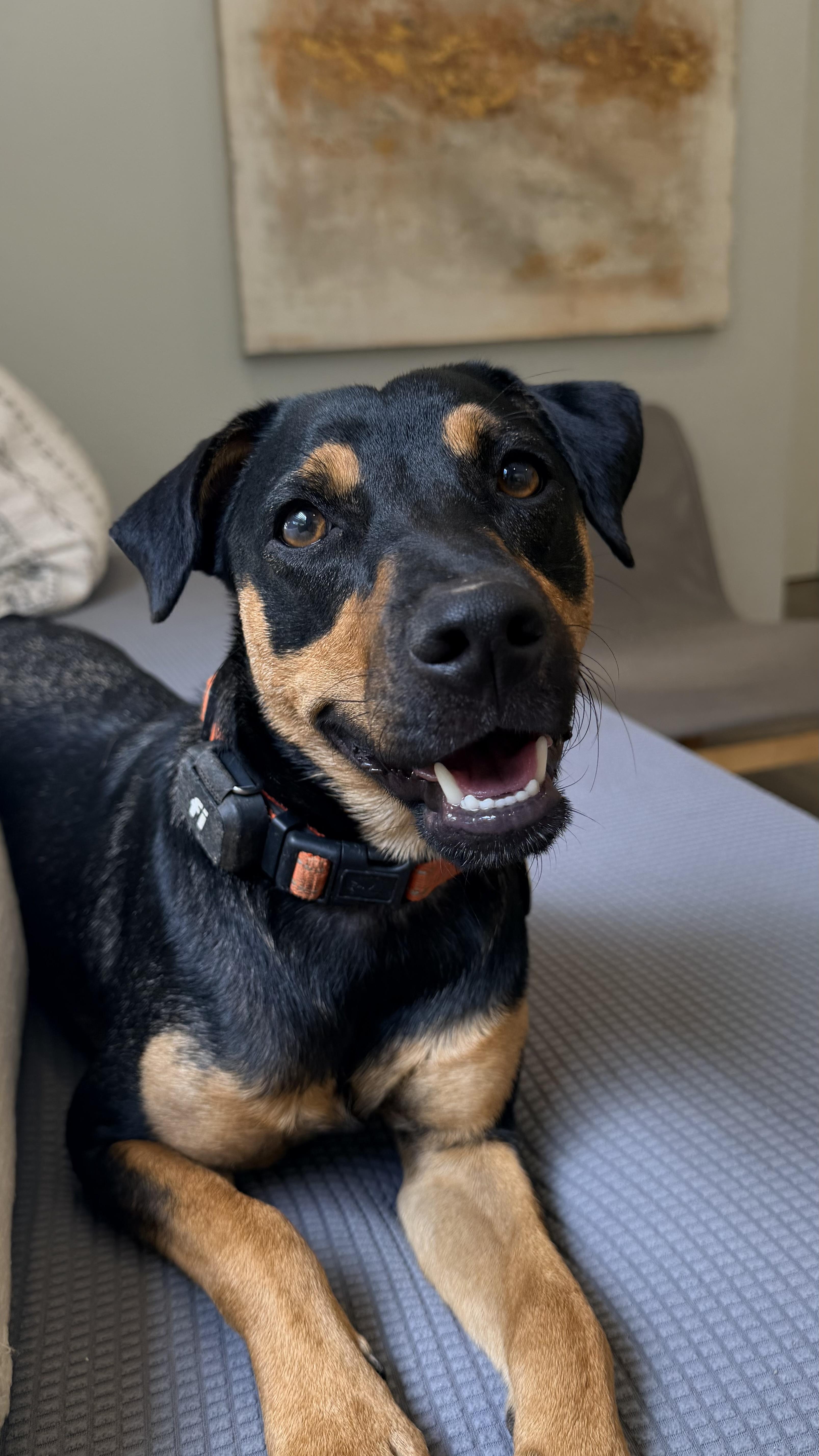 Enlarge LInk so fun, a Adopted mixed breed in Peoria, , IL image 5/6