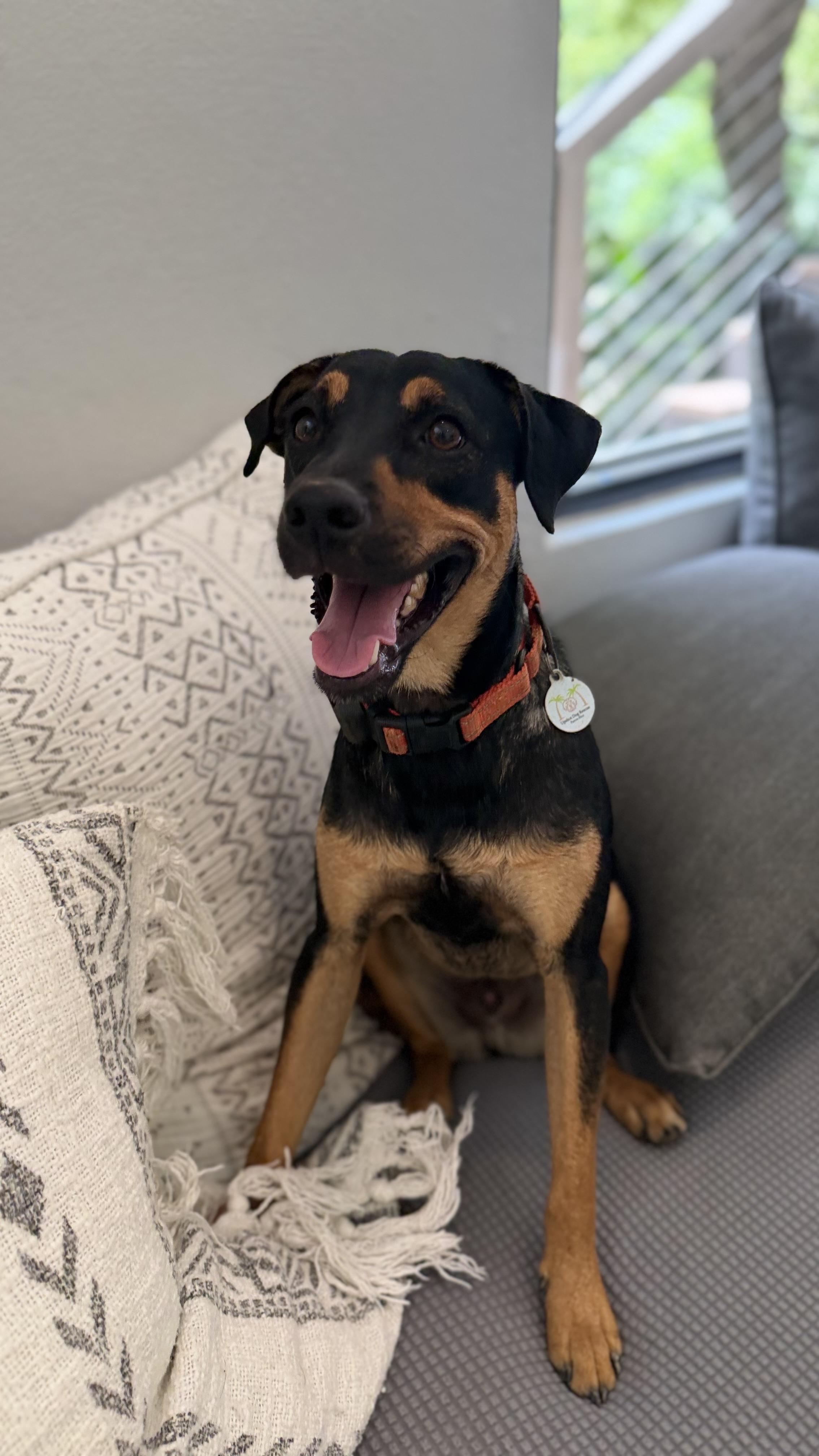 Enlarge LInk so fun, a Adopted mixed breed in Peoria, , IL image 6/6