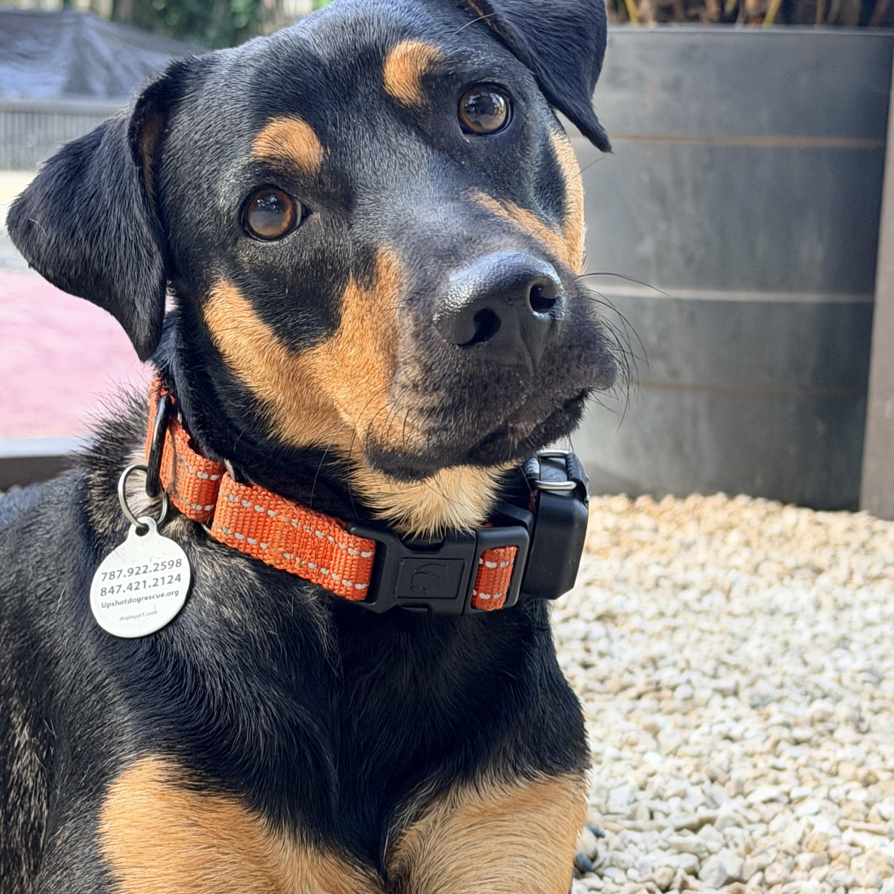 Enlarge LInk so fun, a Adopted mixed breed in Peoria, , IL image 2/6