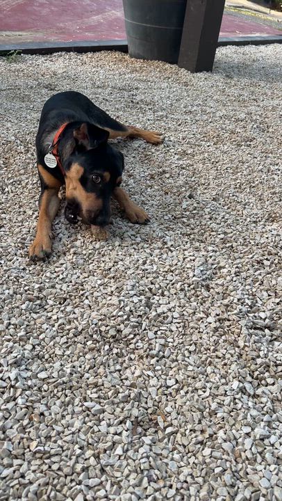 Enlarge LInk so fun, a Adopted mixed breed in Peoria, , IL video 4/6