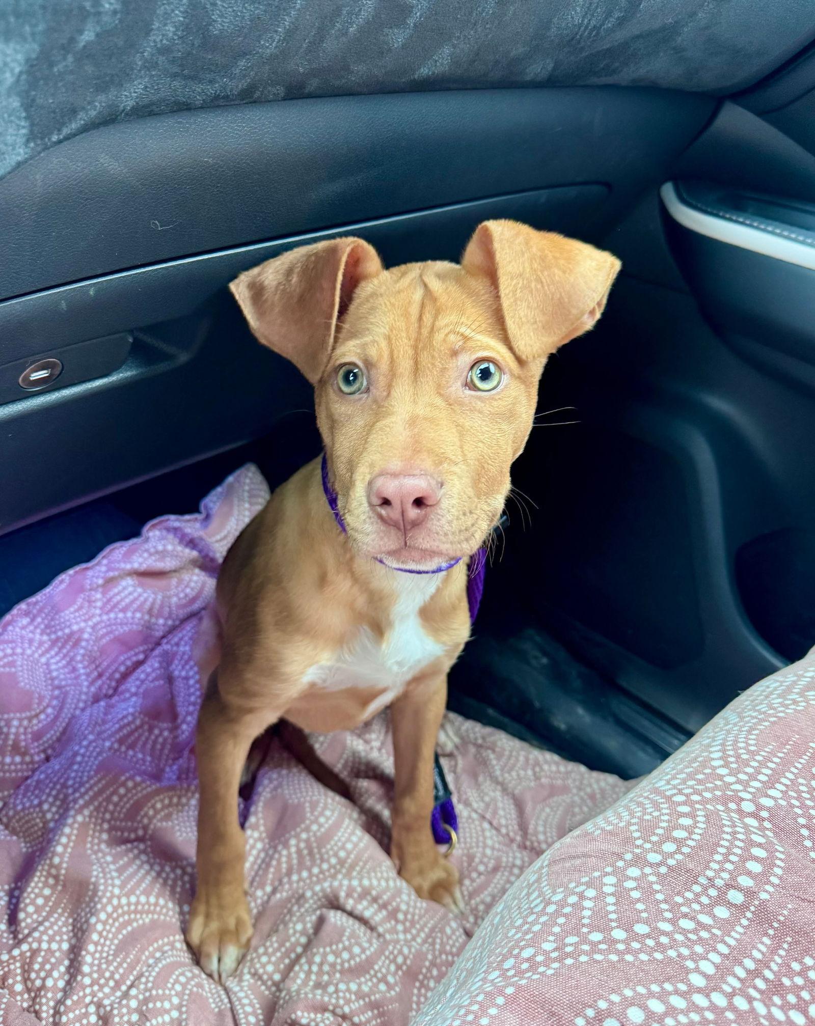 Masur — thumbnail 2