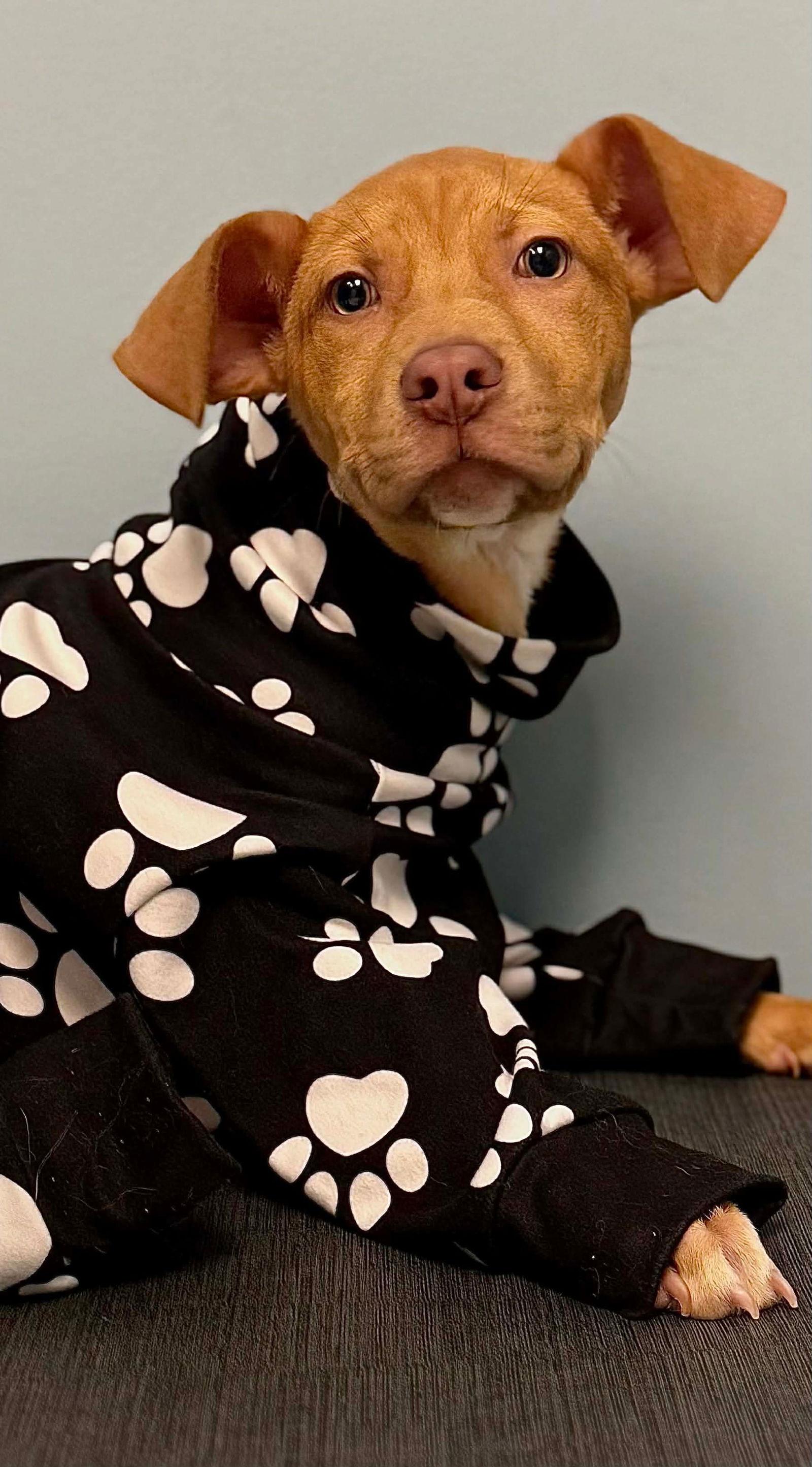 Masur — thumbnail 3