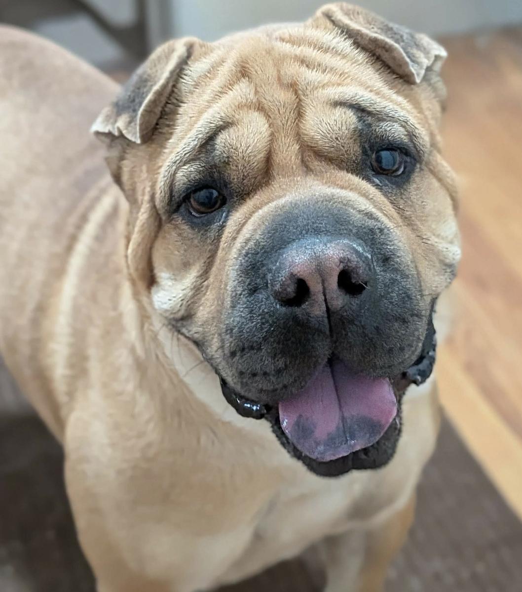 DOUG E. FRESH, Adoptable, Young Male Shar-Pei.