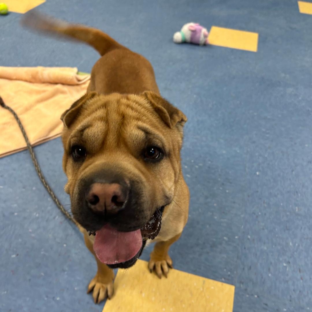 Enlarge DOUG E. FRESH, a Adoptable Shar-Pei in Cameron, NC image 1/1