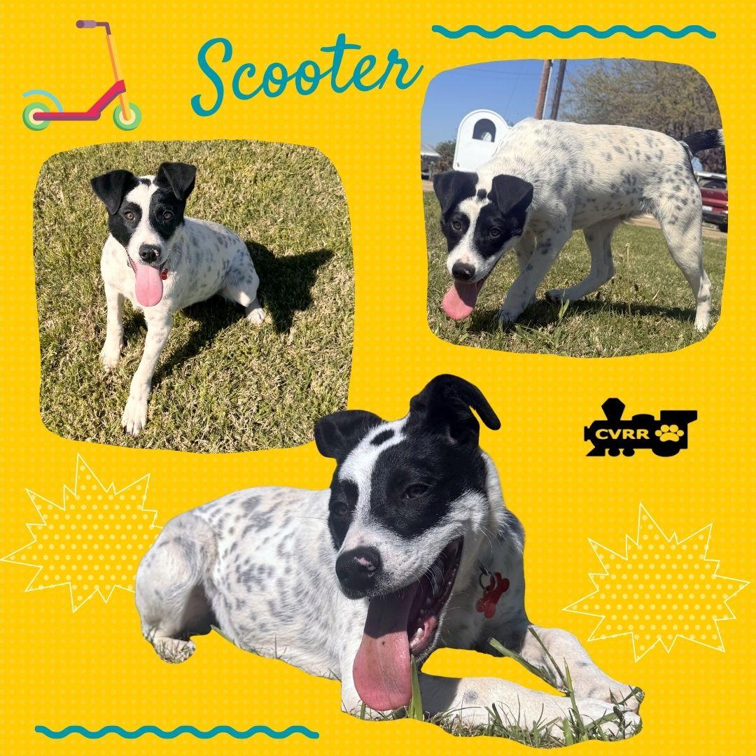 Scooter (Puppy), Adoptable, Puppy Male Australian Cattle Dog / Blue Heeler.