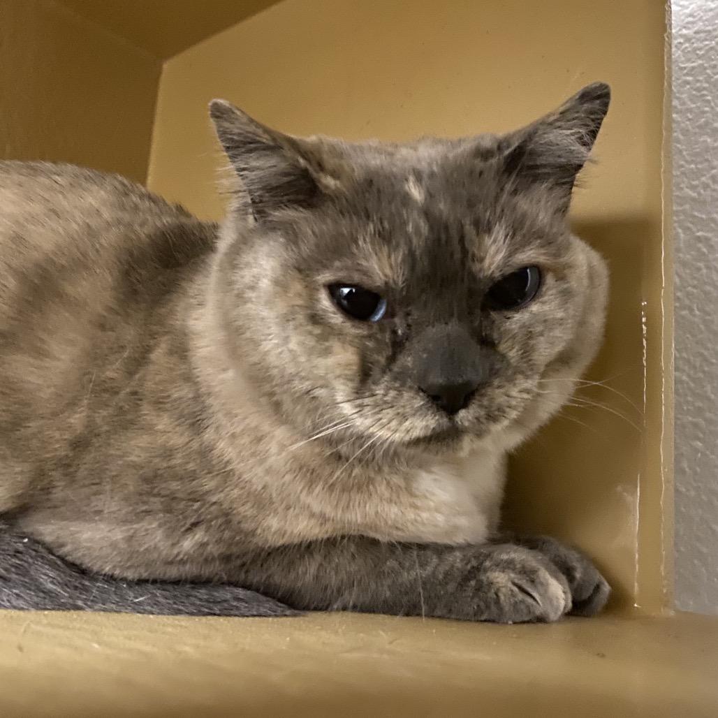 Blue, Adoptable, Senior Female Domestic Short Hair.