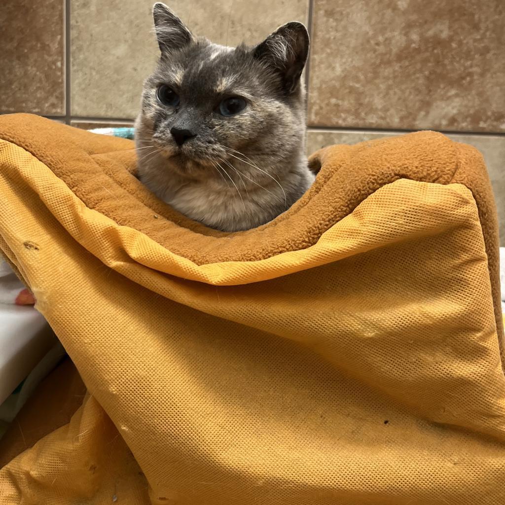 Blue, a Adoptable Domestic Short Hair in Spokane, WA image 2/6