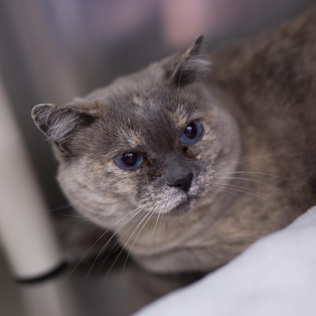Blue, a Adoptable Domestic Short Hair in Spokane, WA image 3/6