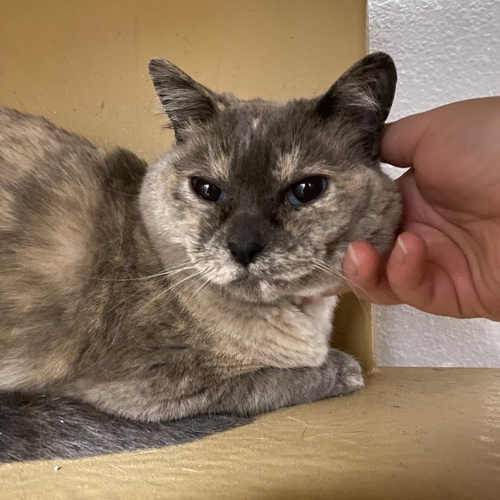 Blue, a Adoptable Domestic Short Hair in Spokane, WA image 4/6