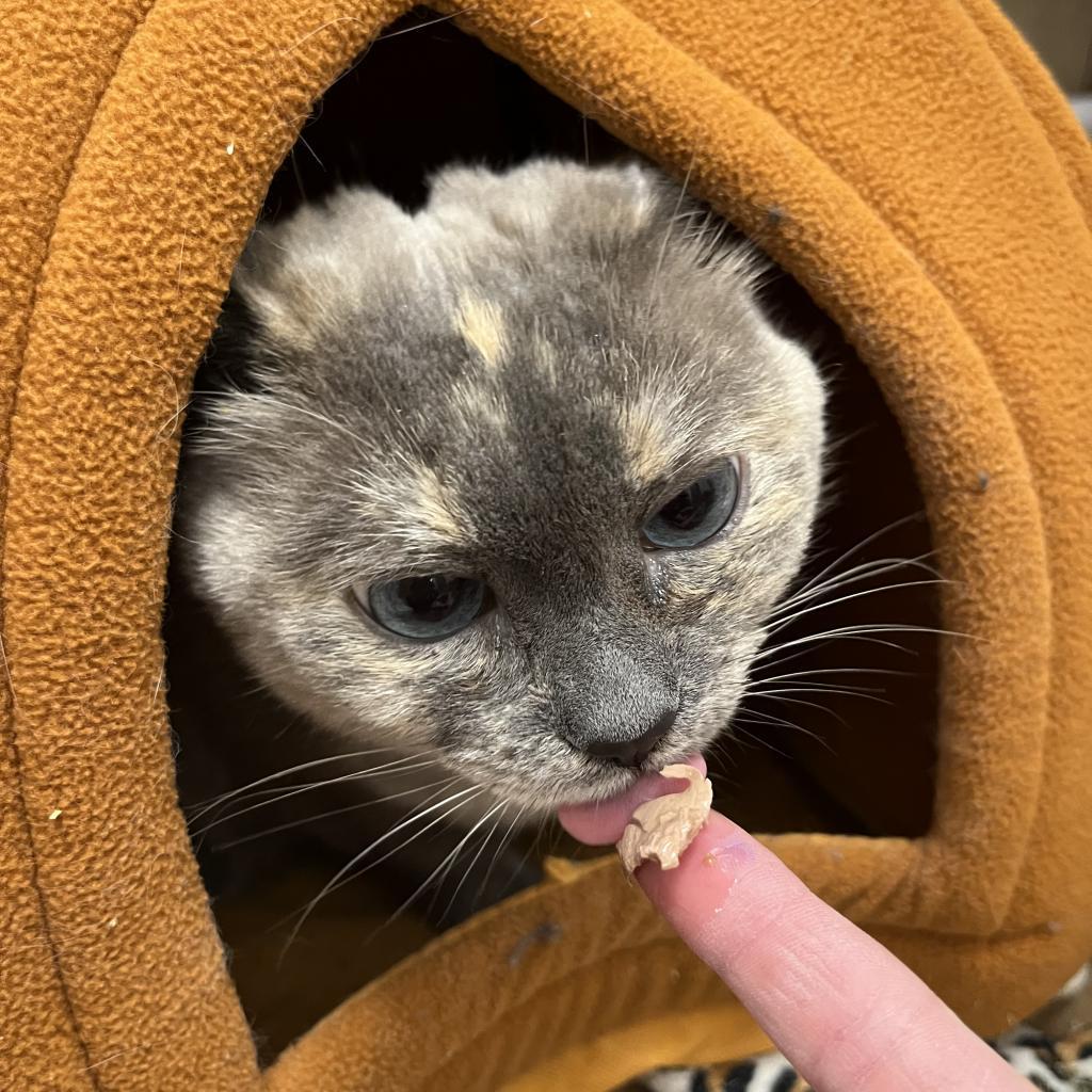 Blue, a Adoptable Domestic Short Hair in Spokane, WA image 6/6