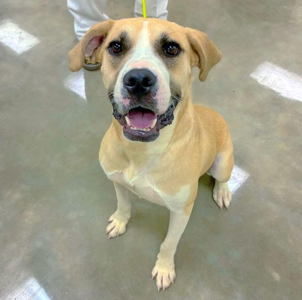 Enlarge Troubadour "Tru", a Adoptable mixed breed in Willington, CT image 1/5