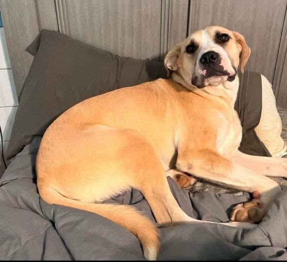 Enlarge Troubadour "Tru", a Adoptable mixed breed in Willington, CT image 2/5