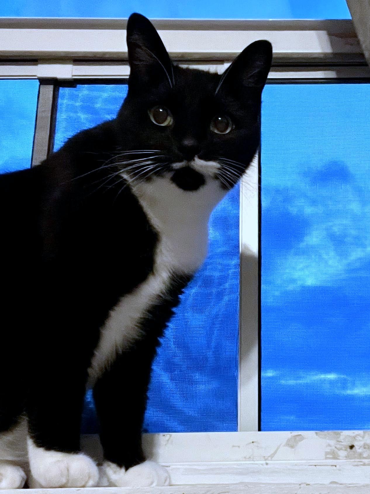 Beau, a Adoptable Domestic Short Hair in Pittsburgh, PA image 4/4