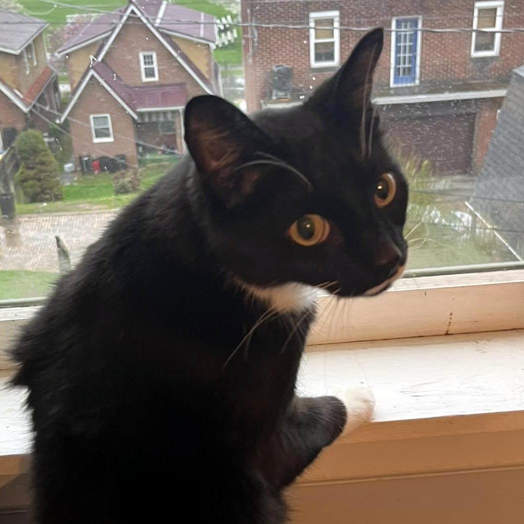 Beau, a Adoptable Domestic Short Hair in Pittsburgh, PA image 3/4