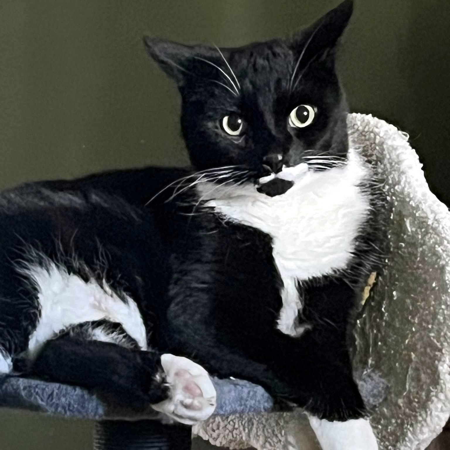 Beau, a Adoptable Domestic Short Hair in Pittsburgh, PA image 1/4