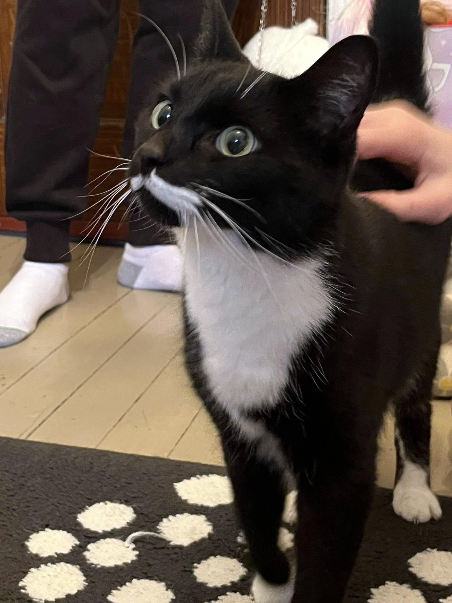 Beau, a Adoptable Domestic Short Hair in Pittsburgh, PA image 2/4