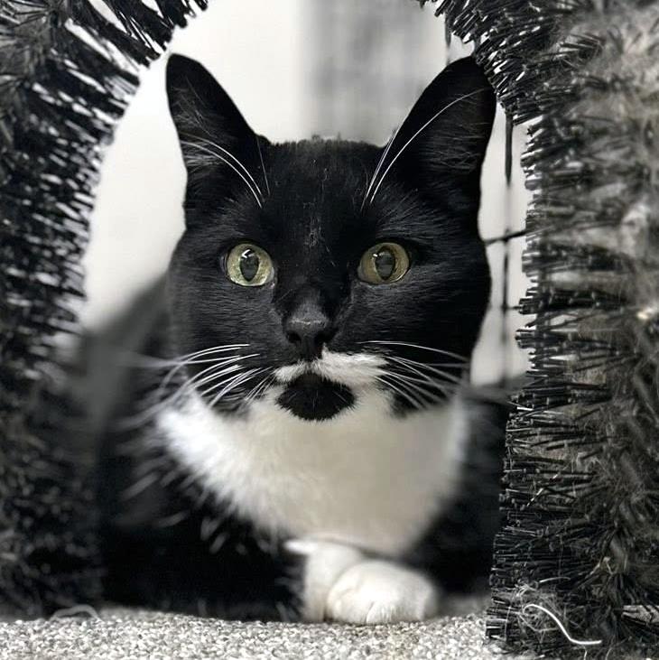 Enlarge Beau, a Adoptable Domestic Short Hair in Pittsburgh, PA image 2/4