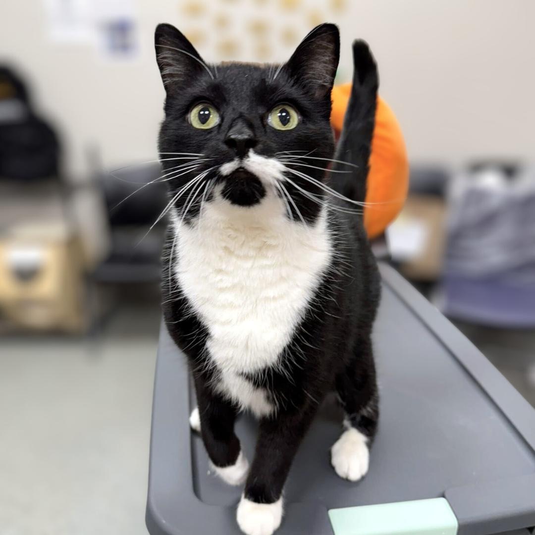 Enlarge Beau, a Adoptable Domestic Short Hair in Pittsburgh, PA image 3/4