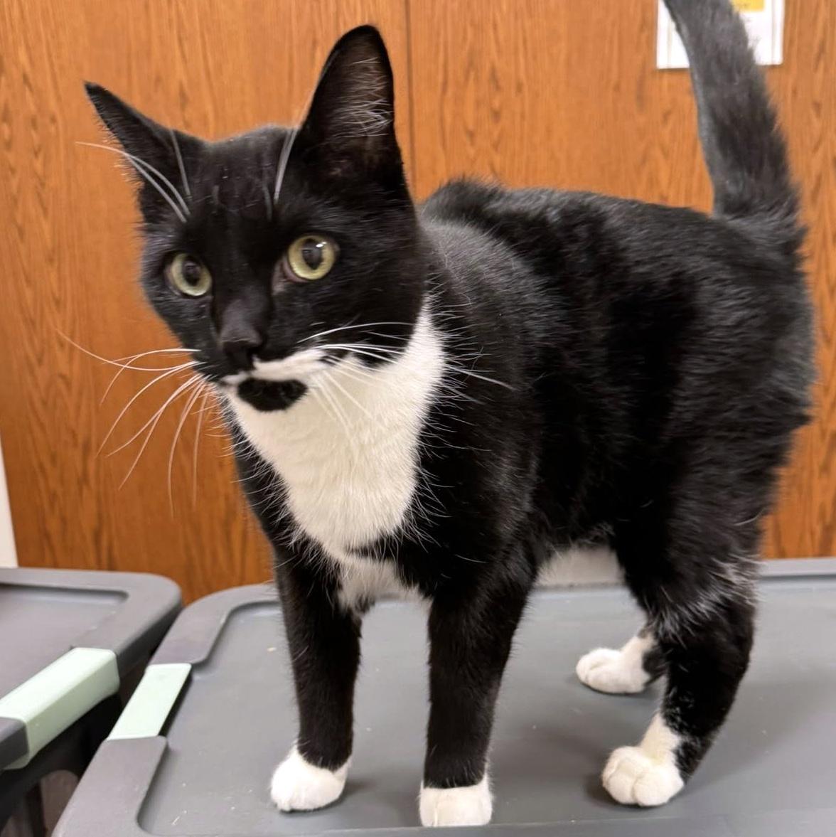 Enlarge Beau, a Adoptable Domestic Short Hair in Pittsburgh, PA image 4/4