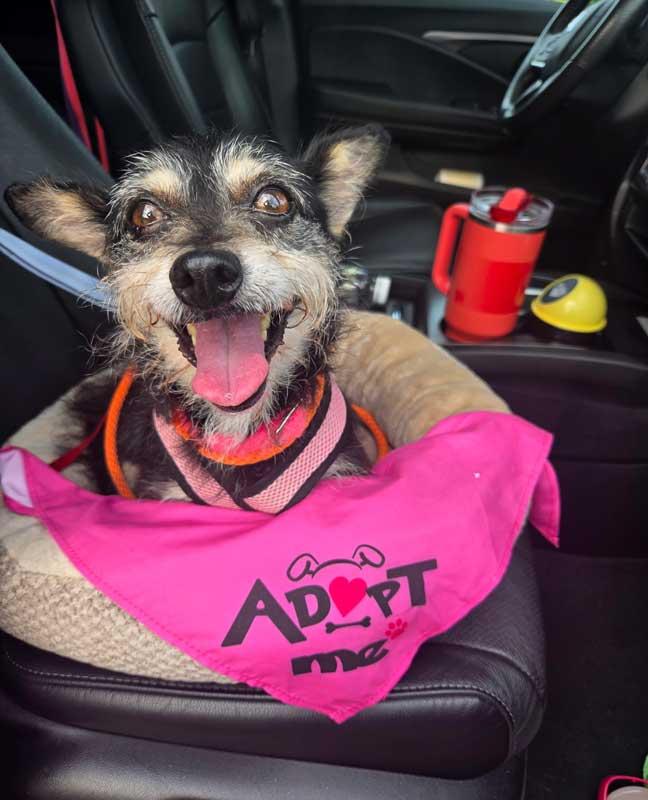 Enlarge Letty, a Adoptable mixed breed in Kennesaw, GA image 5/6