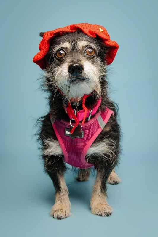 Enlarge Letty, a Adoptable mixed breed in Kennesaw, GA image 4/6