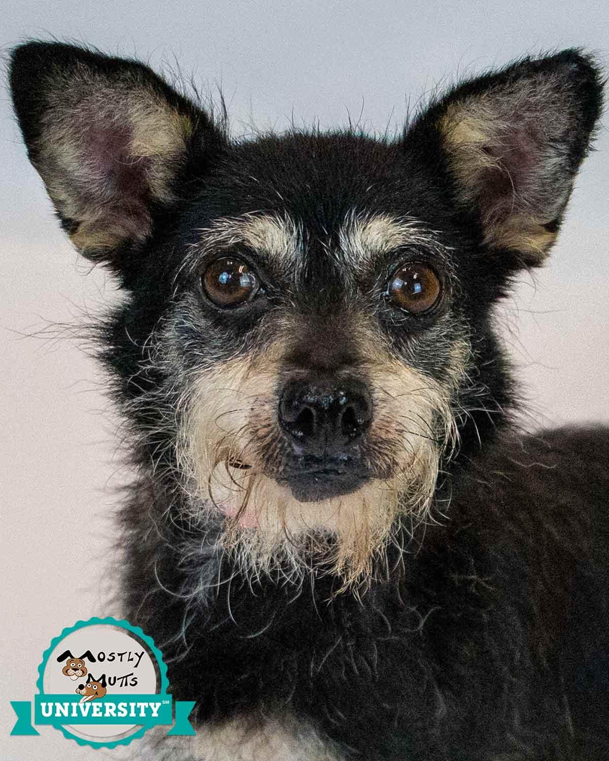 Enlarge Letty, a Adoptable mixed breed in Kennesaw, GA image 1/6