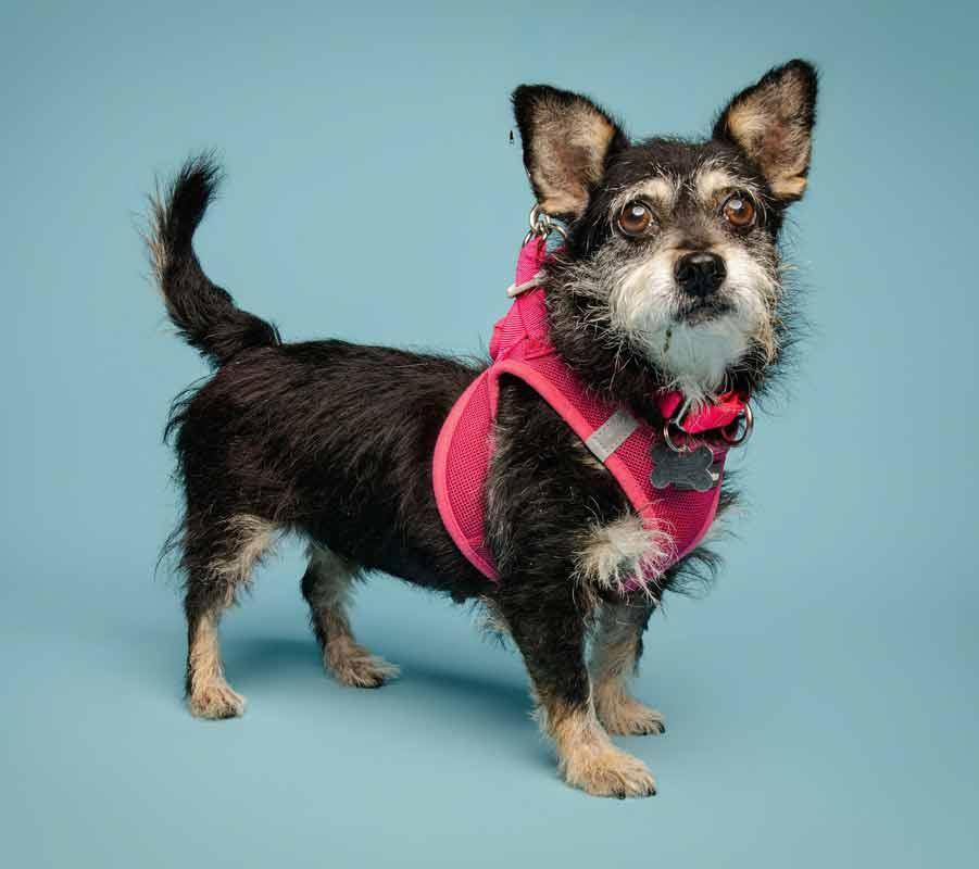 Enlarge Letty, a Adoptable mixed breed in Kennesaw, GA image 3/6