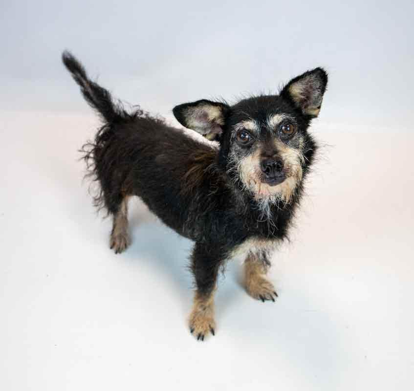 Enlarge Letty, a Adoptable mixed breed in Kennesaw, GA image 2/6