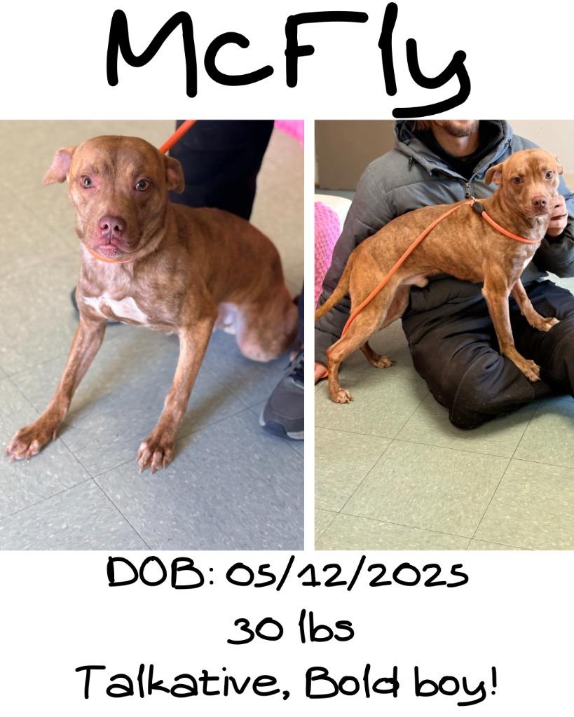 McFly, a Adoptable mixed breed in Albany, GA image 1/4