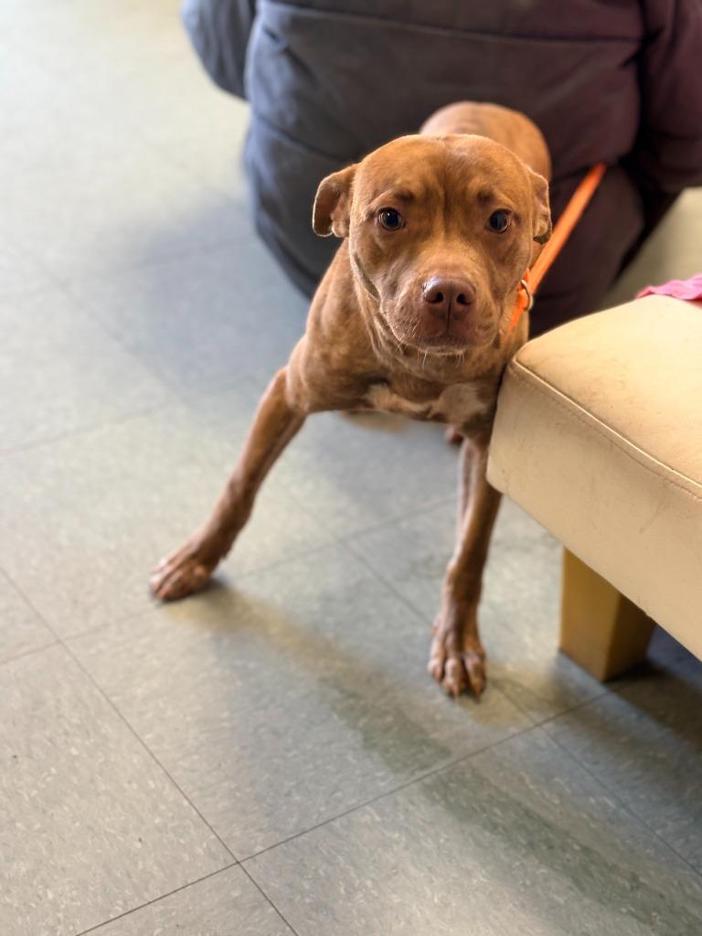 McFly, a Adoptable mixed breed in Albany, GA image 2/4