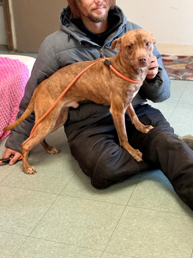 McFly, a Adoptable mixed breed in Albany, GA image 3/4