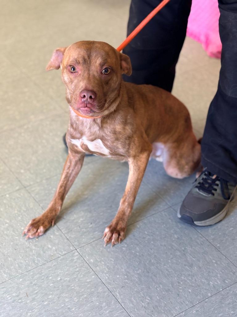 McFly, a Adoptable mixed breed in Albany, GA image 4/4
