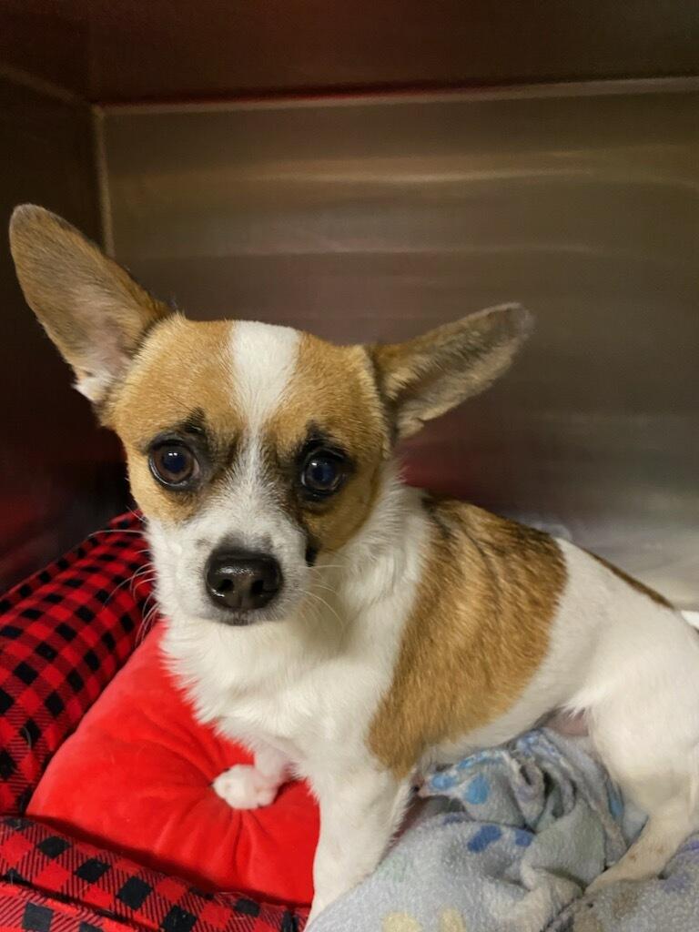 Enlarge Bluey, an adopted Chihuahua in Polson, MT image 1/5