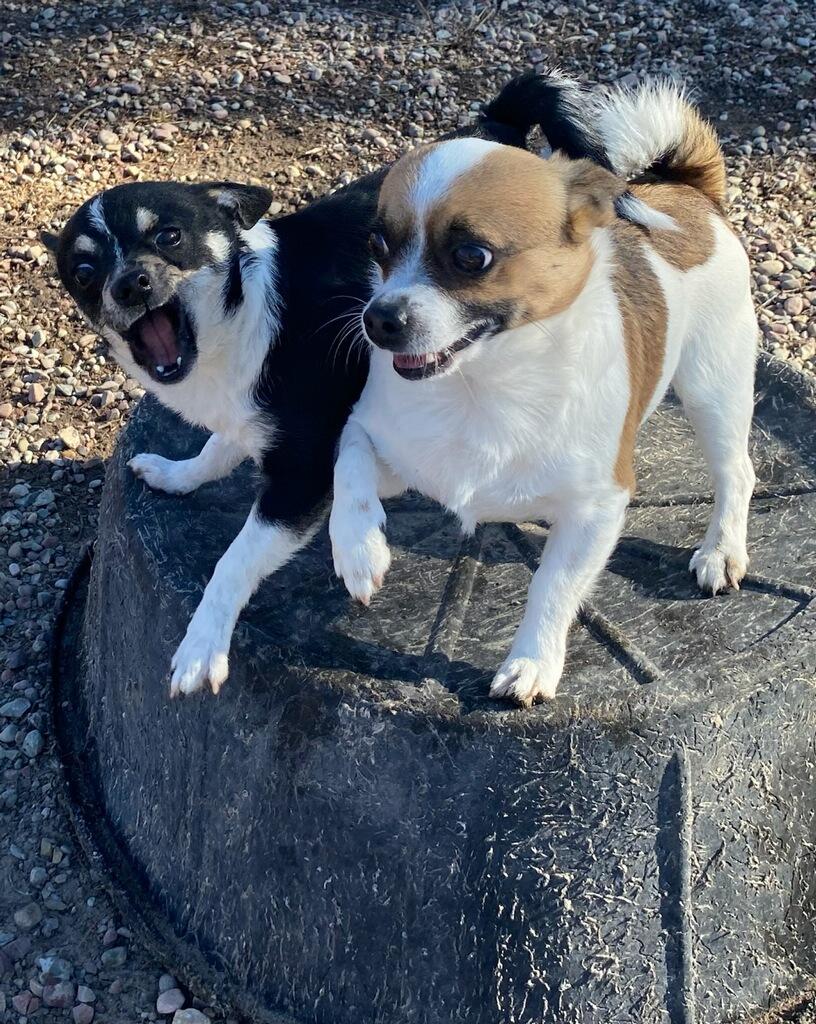 Enlarge Bluey, an adopted Chihuahua in Polson, MT image 4/5