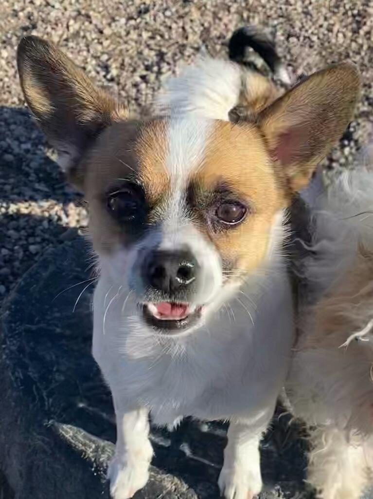 Enlarge Bluey, an adopted Chihuahua in Polson, MT image 5/5