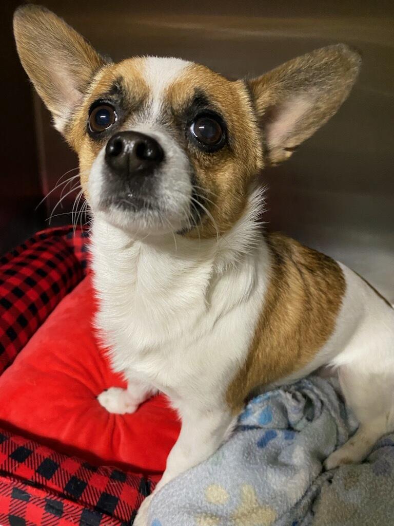 Enlarge Bluey, an adopted Chihuahua in Polson, MT image 2/5