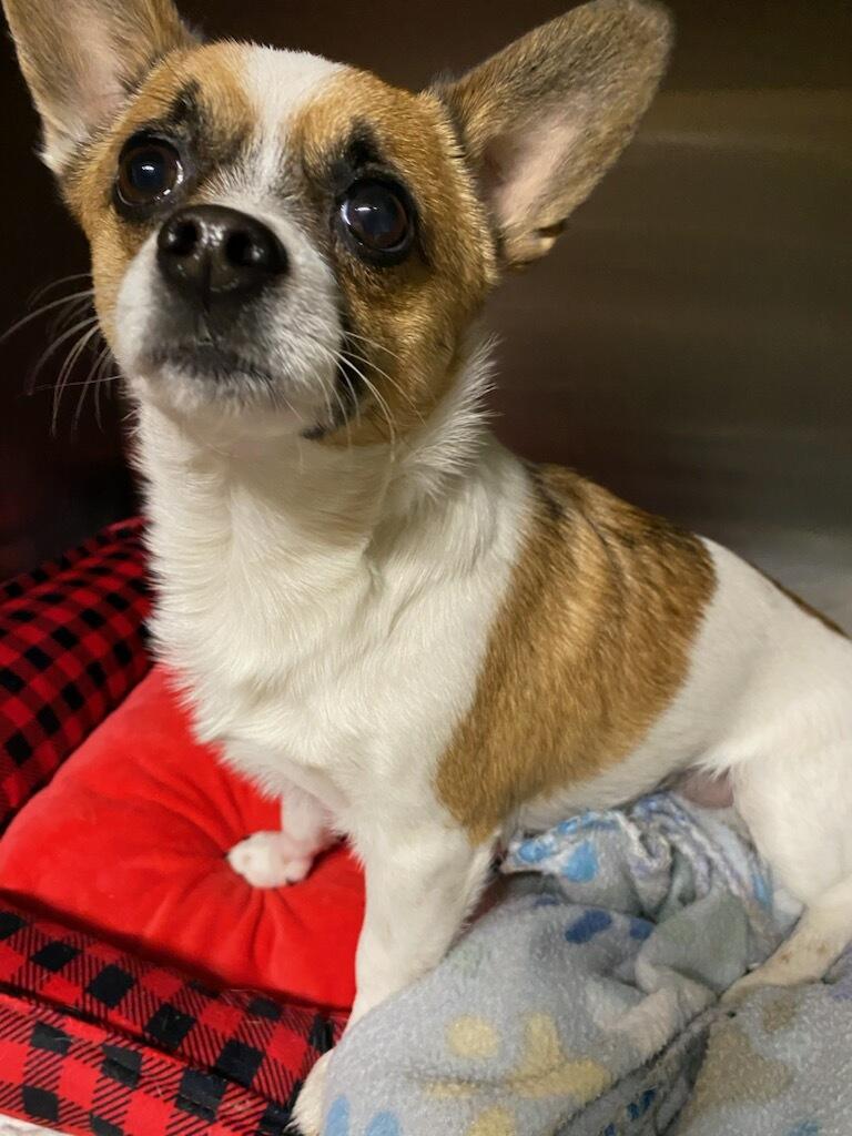 Enlarge Bluey, an adopted Chihuahua in Polson, MT image 3/5