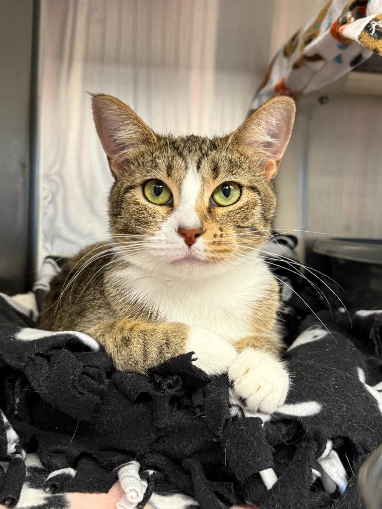 Dazzle, Adoptable, Young Female Domestic Short Hair.