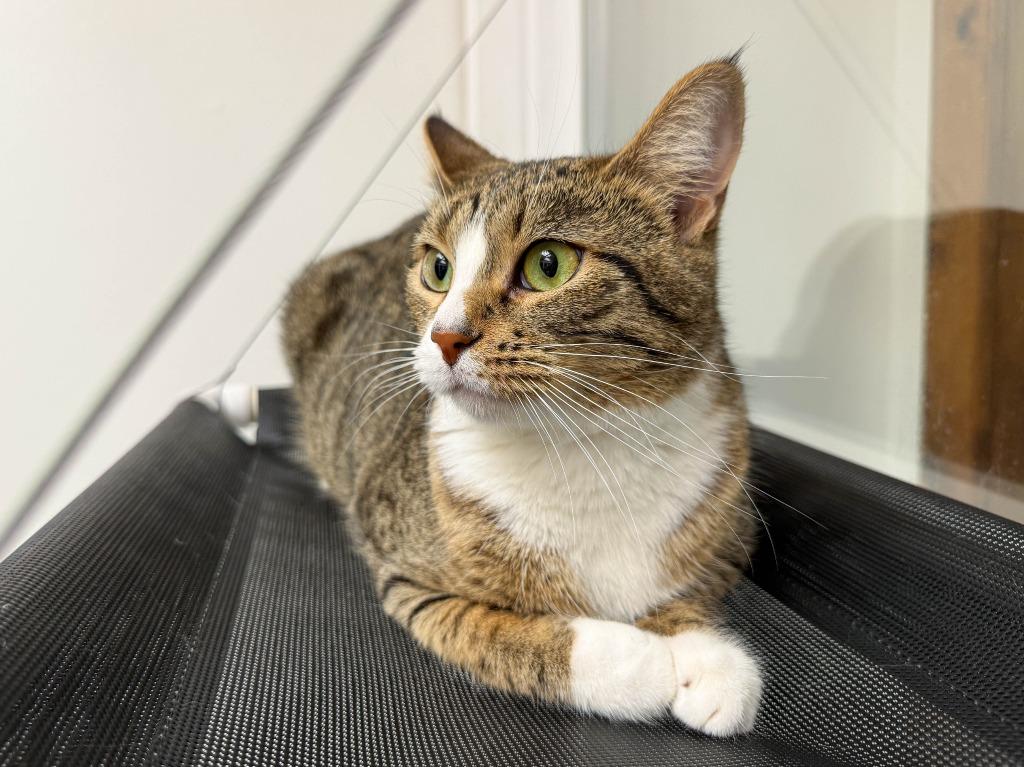 Dazzle, a Adoptable mixed breed in Lansing, KS image 2/6