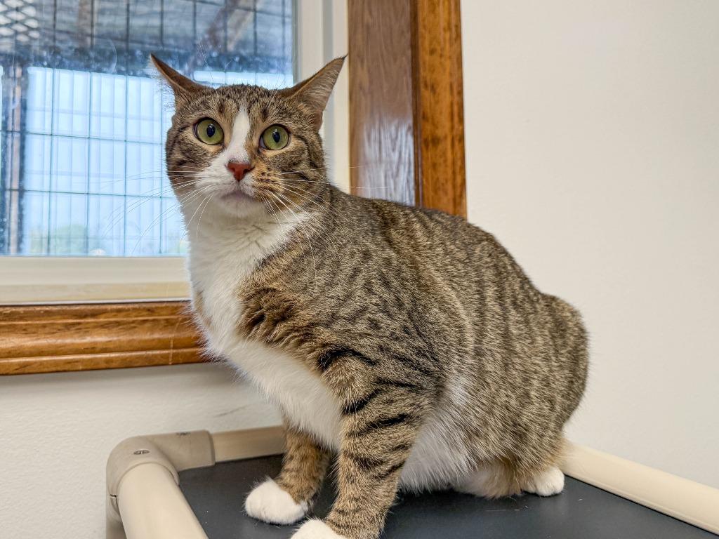 Dazzle, a Adoptable mixed breed in Lansing, KS image 3/6