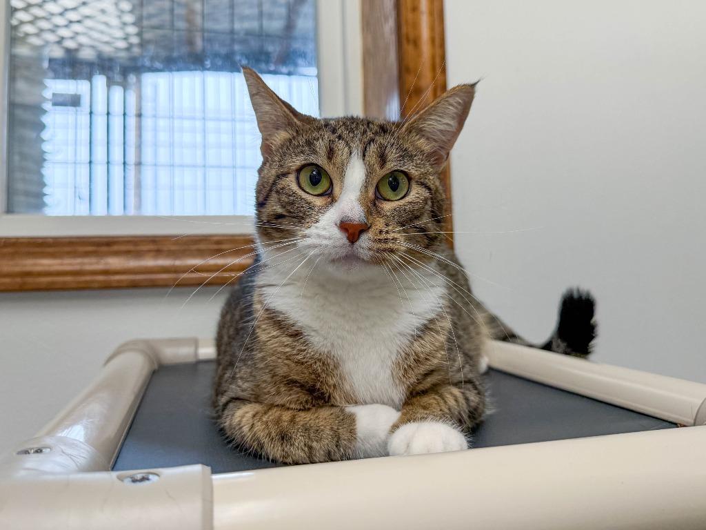 Dazzle, a Adoptable mixed breed in Lansing, KS image 4/6