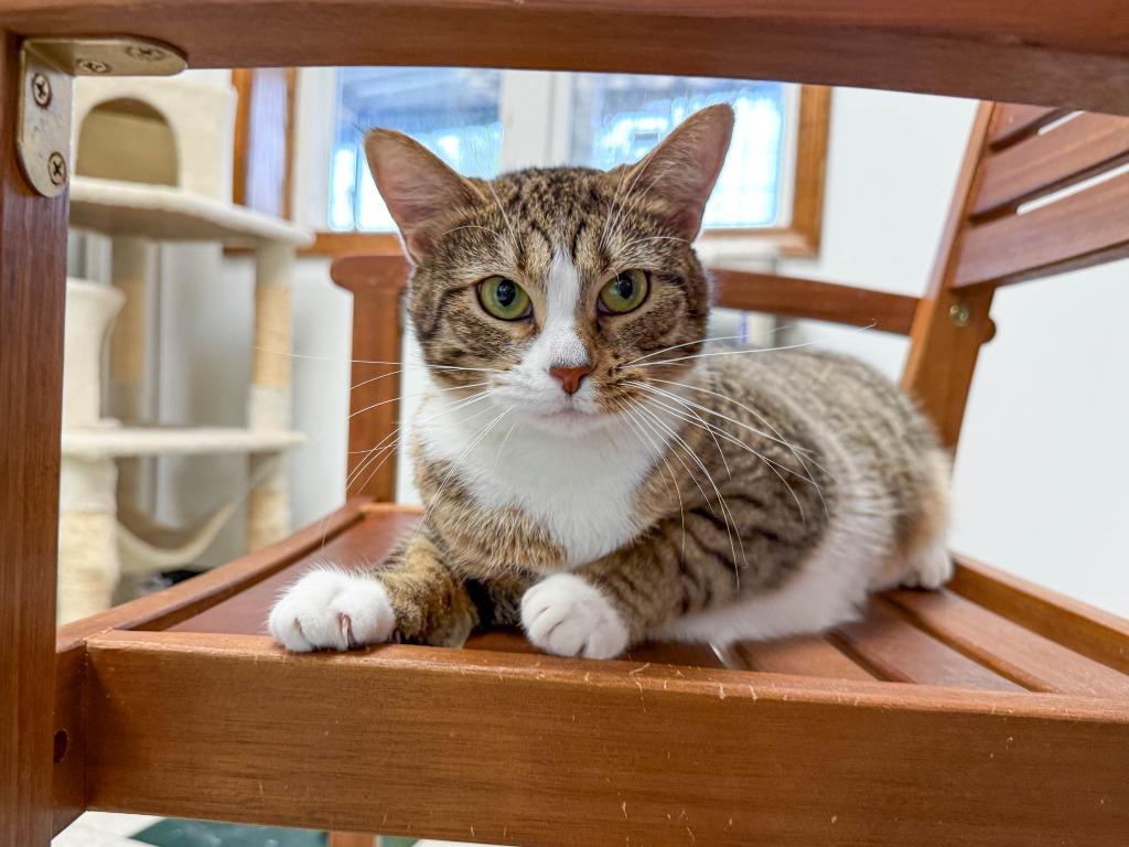 Dazzle, a Adoptable mixed breed in Lansing, KS image 5/6