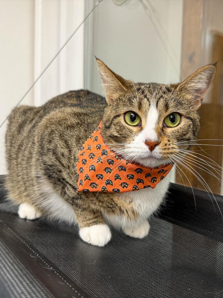 Dazzle, a Adoptable mixed breed in Lansing, KS image 6/6